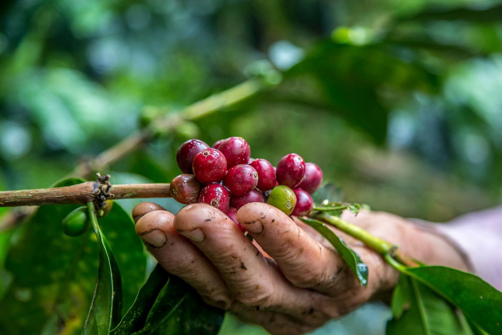 coffee beans